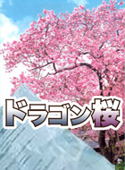 ドラゴン桜 動画の画像